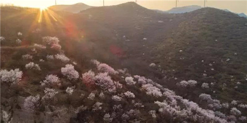 三门峡赏花地图出炉，带你看遍醉美春色！（三门峡买花的地方）