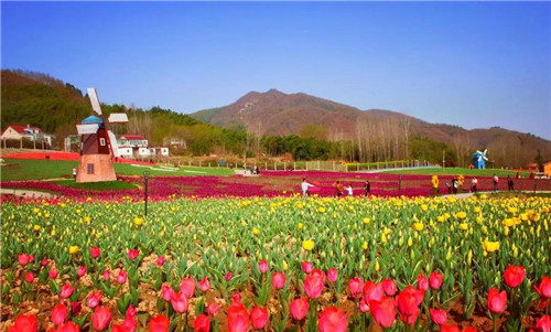 花千谷浪漫开园，西九华山邀您半价赏郁金香！