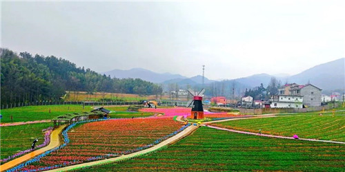 花千谷浪漫开园，西九华山邀您半价赏郁金香！