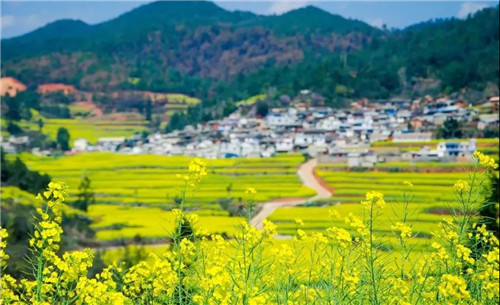 花千谷浪漫开园，西九华山邀您半价赏郁金香！