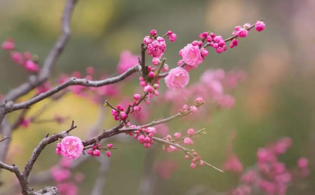 梅花绽放竞报春,南阳这些赏梅地你知道几个?(南阳的什么花最出名) 梅花绽放竞报春,南阳这些赏梅地你知道几个?(南阳的什么花最出名)