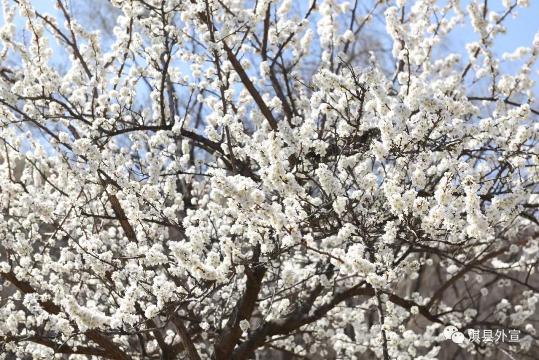 “千年古油城 梨花朵朵开”淇县油城村第四届梨花节开幕(淇县油城村十八盘) “千年古油城 梨花朵朵开”淇县油城村第四届梨花节开幕(淇县油城村十八盘)