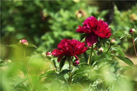 芍药月季齐争艳，鸡冠洞开启“花海”模式！