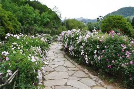 芍药月季齐争艳，鸡冠洞开启“花海”模式！