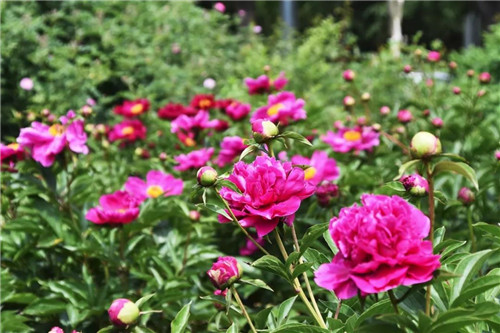 鸡冠洞：牡丹携春去，芍药伴夏来