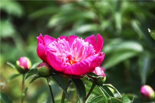 鸡冠洞：牡丹携春去，芍药伴夏来