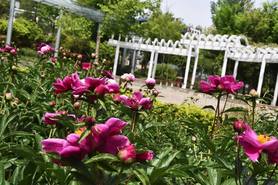 鸡冠洞：牡丹携春去，芍药伴夏来