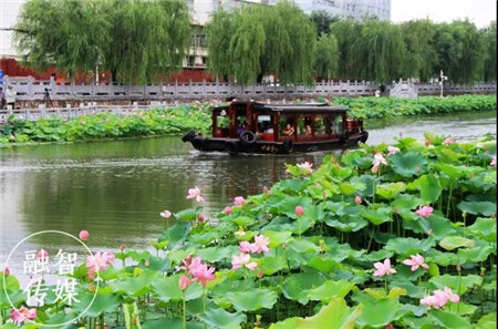 许昌赏荷全攻略，邂逅整个夏日的小美好！（许昌市花为什么是莲花）