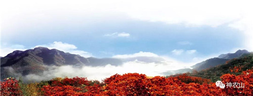 神农山秋日大片预告，再现盛世美颜！（神农山一日游攻略路线）