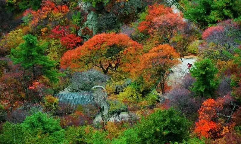 秋已至,老君山上被大自然打翻了调色盘(老君山秋景) 秋已至,老君山上被大自然打翻了调色盘(老君山秋景)