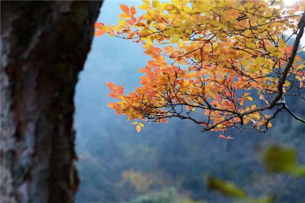 尧山红叶节开幕！最全赏红叶攻略来了！（尧山风景）