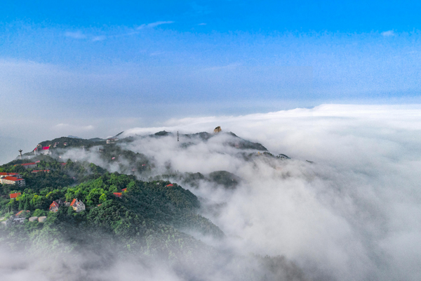 鸡公山景观之奇花异草(鸡公山景区门票) 鸡公山景观之奇花异草(鸡公山景区门票)