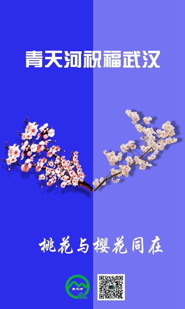 繁花与共！青天河十万亩桃花为“樱花”加油！