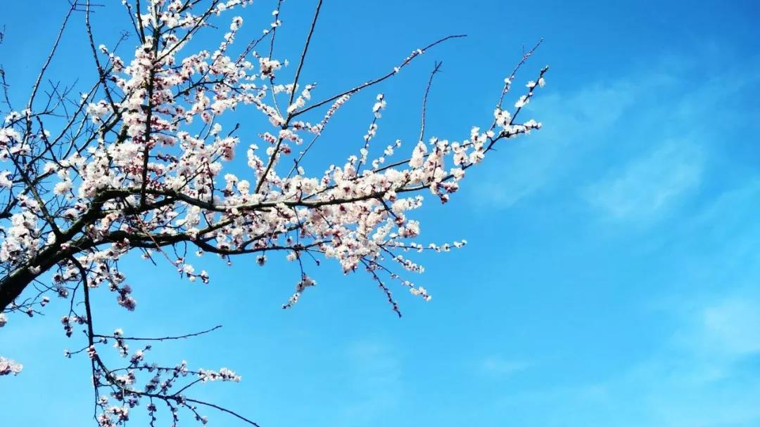 繁花与共！青天河十万亩桃花为“樱花”加油！