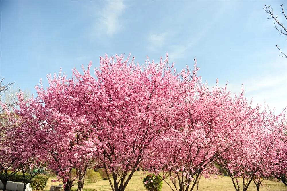 公告|郑州绿博园将于3月21日恢复开放