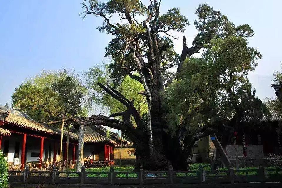 发现登封之美 | 光彩照人，熠熠生辉，嵩山古建筑如繁星般炫目