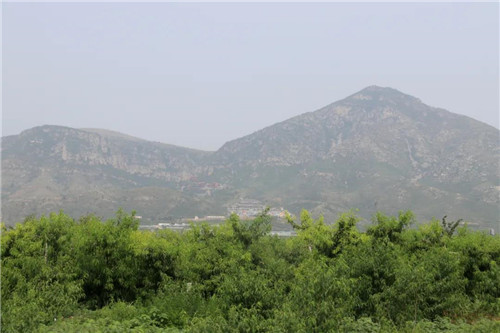 端午小长假，淇县鲜桃采摘正当时！（浚县草莓园）
