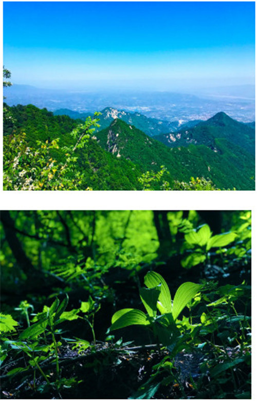 炎炎夏日哪里去？避暑胜地——秦岭亚武山等你来嗨！（亚武山周边游玩攻略）