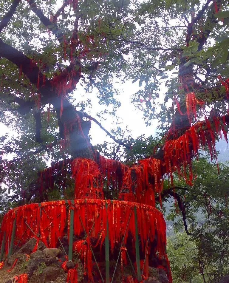 蒹葭苍苍,白露为霜,表白伊人,就来新乡南太行!(蒹葭苍苍白露为霜所谓伊人在水一方画面描写) 蒹葭苍苍,白露为霜,表白伊人,就来新乡南太行!(蒹葭苍苍白露为霜所谓伊人在水一方画面描写)