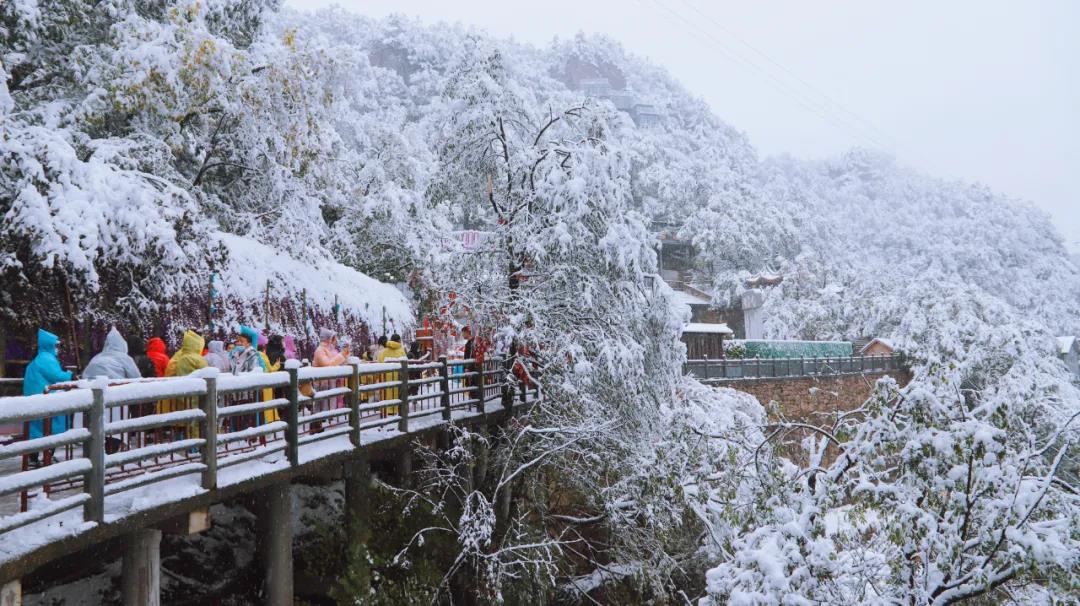 来了！鹅毛大雪！老君山入秋第二场雪强势登场！