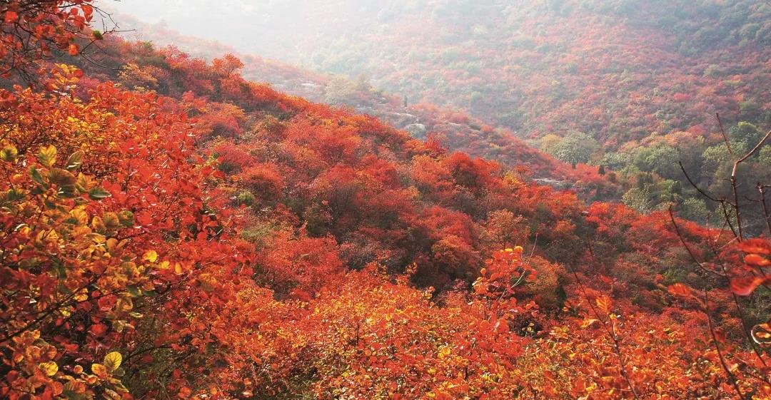 巩义又是一年红叶节感受长寿山最浓秋韵