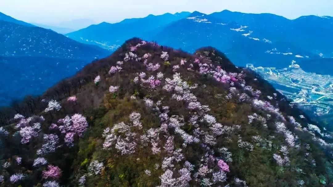 免门票！2月26日，鸡公山樱花花海文化旅游节浪漫来袭！（鸡公山樱花开了吗）