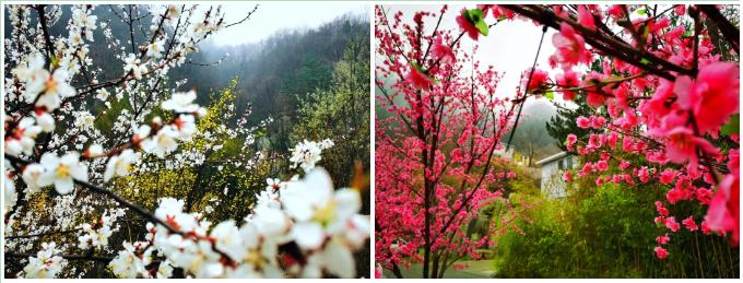 天河大峡谷：繁花似锦春意浓