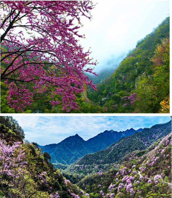 约起来!西峡老君洞第十一届紫荆花节暨首届民俗美食节来了 约起来!西峡老君洞第十一届紫荆花节暨首届民俗美食节来了