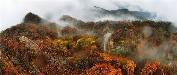 秋色渐染老君山，云海诱人如仙境！