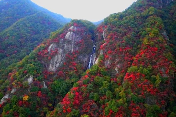 秋色渐染老君山，云海诱人如仙境！