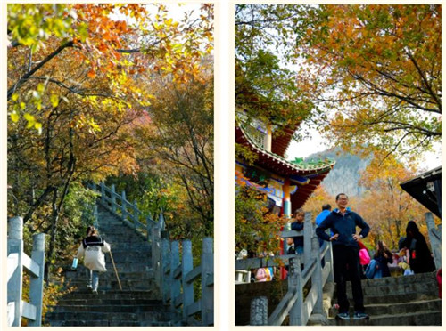秋叶红了、柿子熟了！云台山别样秋景！（秋游云台山）