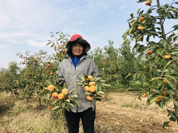 河南宝丰：万“柿”如意秋意浓 游园采摘正当时（河南宝丰属于哪个市?）