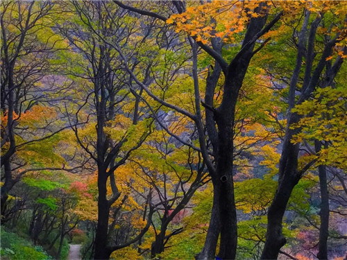老君山的秋天，色到了极致，美醉了双眼!（老君山秋色）