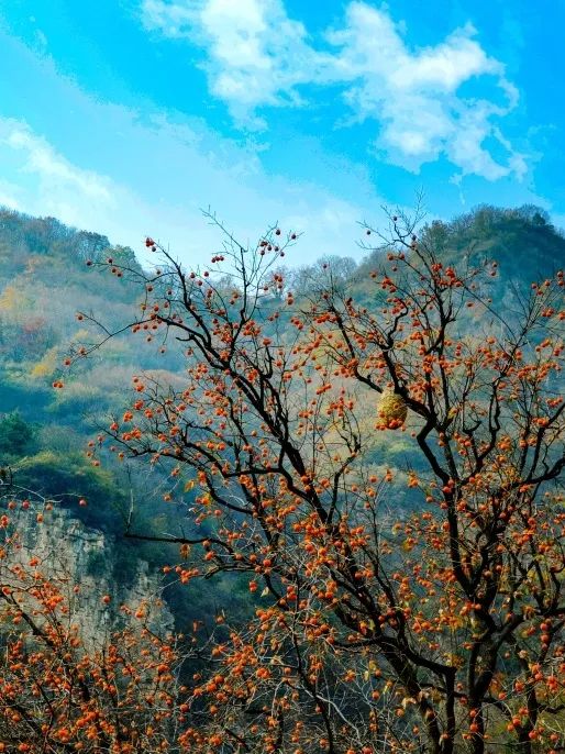 新乡南太行 | 初冬时节不动声色的美景（新乡南太行好玩吗值得去吗）
