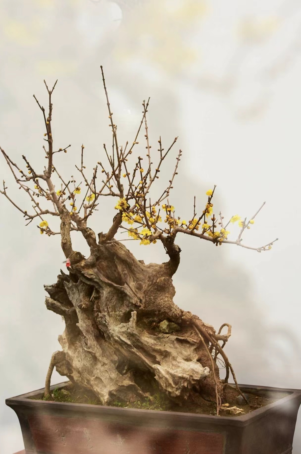 许昌非遗：鄢陵古桩蜡梅盆景制作技艺（鄢陵的腊梅安全吗）