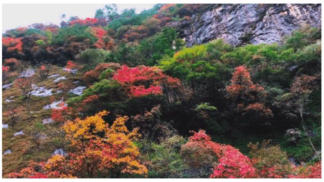 老君山 | 11月最美的地方，带你踏秋赏景（十一月老君山风景如何）