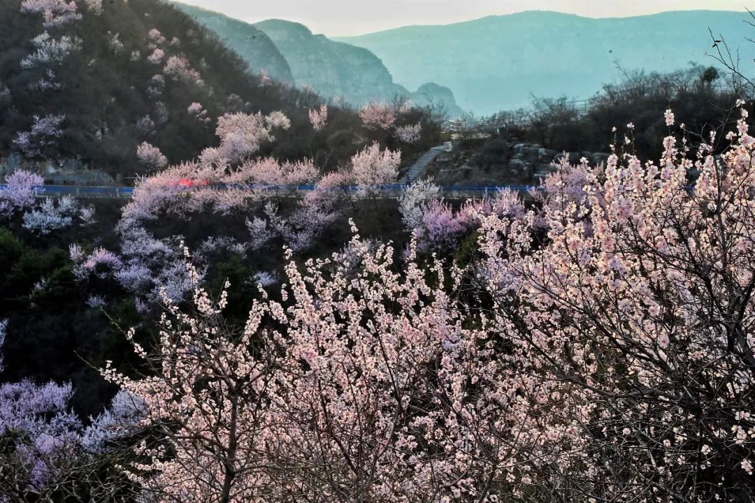 相约青天河万亩花海,“惠”游醉美春天!(青天河景区) 相约青天河万亩花海,“惠”游醉美春天!(青天河景区)