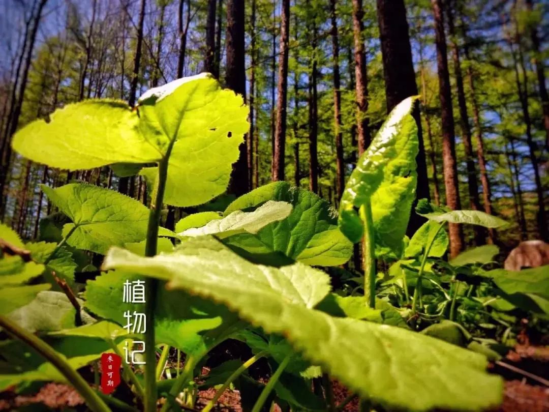 这个四月，白云山给你春日里最靓的景色（四月就这样结束了）