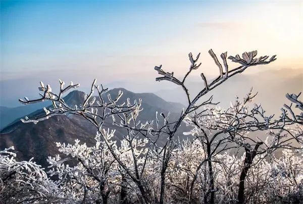 信阳新县：雾凇惊艳绽放 玉树琼花满目春（信阳新县有什么山脉）