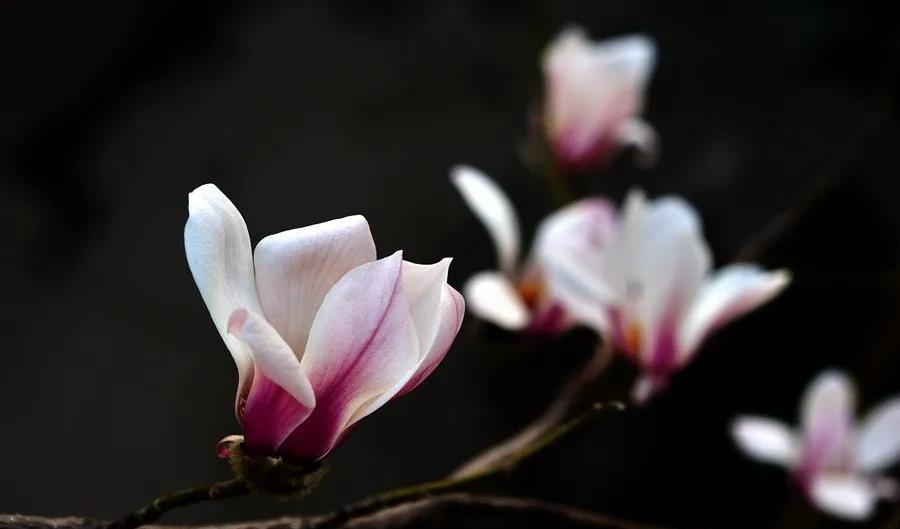南阳南召：踏青赏花 乐享春光（南召游玩）
