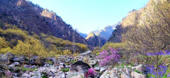 老界岭万亩山茱萸花海将盛放（老界岭度假山庄在哪里）