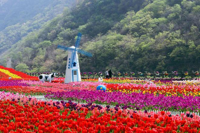 河南宝泉：百万株郁金香陪您共同迎接春天的到来（宝泉郁金香节）