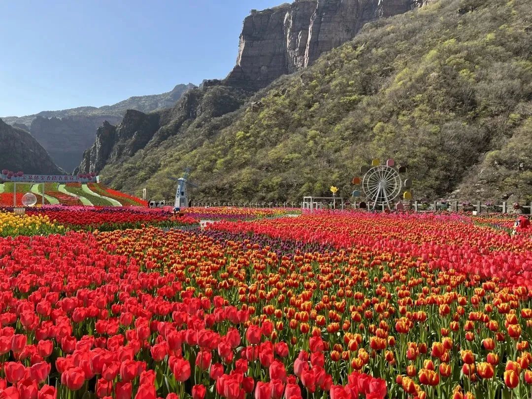 浪漫预警！宝泉这片花海即将霸屏朋友圈！（宝泉岭有啥旅游景点）
