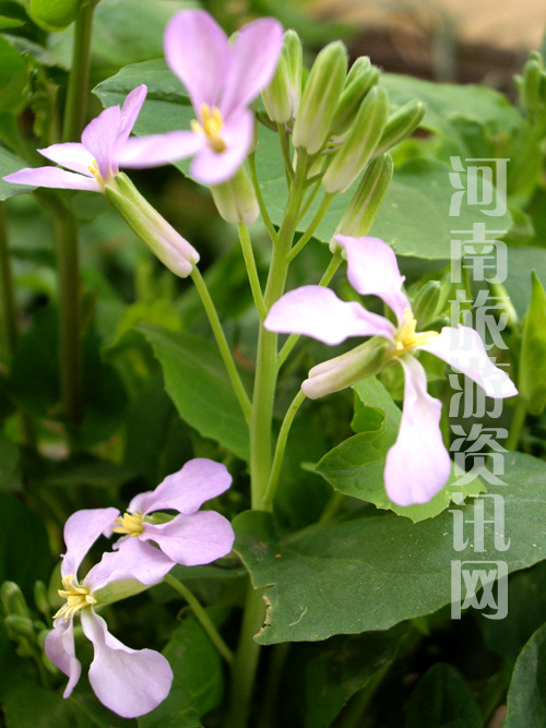 不知名美丽小花 - 河南旅游资讯网