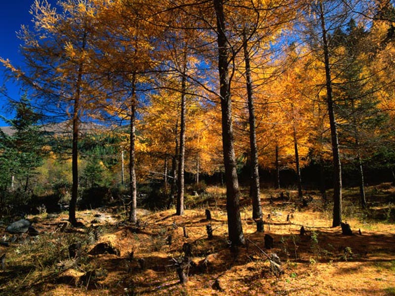 【2015】四川九寨沟的面积 四川九寨沟面积7